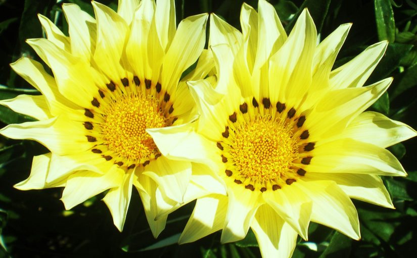 When two job titles are better than one